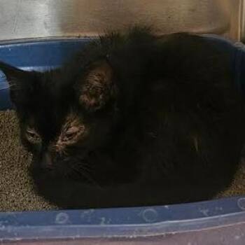 Gobi -  Domestic Short Hair Cat for Adoption in Starkville, Mississippi - Gobi | PetCurious