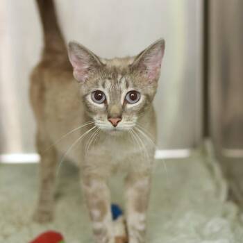 Cleocatra - PetSmart Belleville -  Siamese and Domestic Short Hair Cat for Adoption in Belleville, Illinois - Cleocatra - PetSmart Belleville | PetCurious