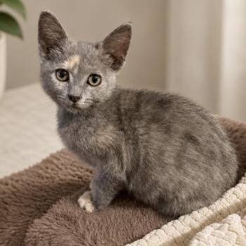 Domestic Short Hair Cats Available for Adoption in Tustin, California - Chiffon | PetCurious