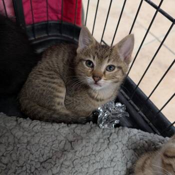 Carlos -  Domestic Short Hair Cat for Adoption in Cape Girardeau, Missouri - Carlos | PetCurious
