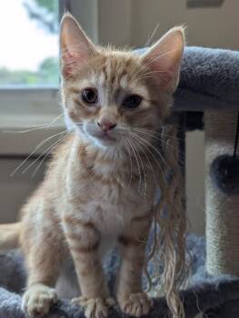 Derry -  Domestic Short Hair Cat for Adoption in Adrian, Michigan - Derry | PetCurious