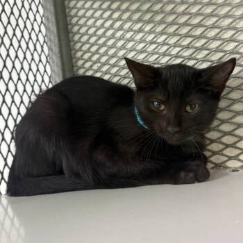 Domestic Short Hair Cats Available for Adoption - Raven | PetCurious