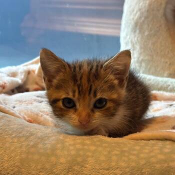 Autumn in Spring Grove, PA -  Domestic Short Hair Cat for Adoption - Autumn In Spring Grove, PA | PetCurious