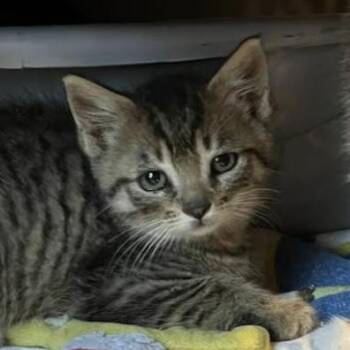 chive -  Domestic Short Hair Cat Available for Adoption in Oceanside, New York - Chive | PetCurious