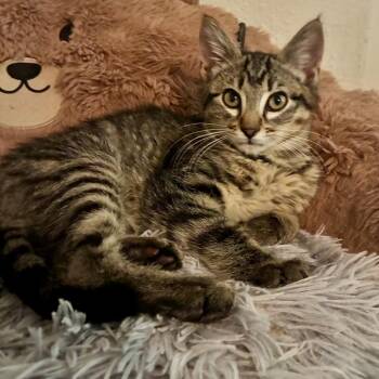 Arlo -  Domestic Short Hair Cat for Adoption in Houston, Texas - Arlo | PetCurious