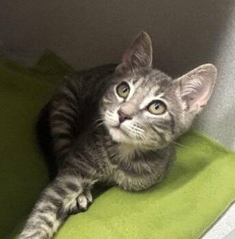 Squeegee -  Domestic Short Hair Cat for Adoption in Sacramento, California - Squeegee | PetCurious