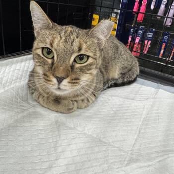 Summer -  Domestic Short Hair Cat for Adoption in Powdersville, South Carolina - Summer | PetCurious