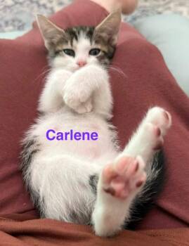 Carlene -  Domestic Short Hair Cat for Adoption in New Bern, North Carolina - Carlene | PetCurious