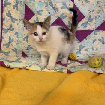 Fluttershy -  Domestic Short Hair Cat Available for Adoption - Fluttershy | PetCurious