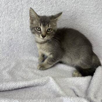Ford -  Domestic Short Hair Cat for Adoption in Valdosta, Georgia - Ford | PetCurious