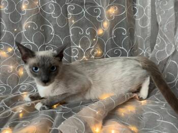 Gaea -  Siamese Cat for Adoption in Vacaville, California - Gaea | PetCurious
