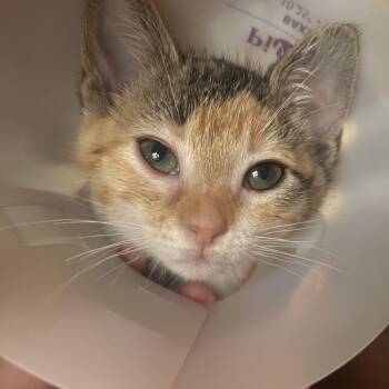 Small Fry FKA Bell 1 -  Domestic Short Hair Cat for Adoption in Leander, Texas - Small Fry FKA Bell 1 | PetCurious