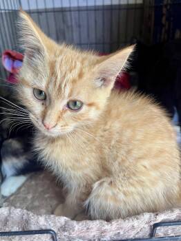 Domestic Short Hair Cats Available for Adoption in Stuart, Virginia - Eddy | PetCurious