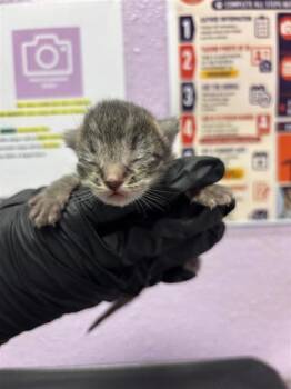 61275269 -  Domestic Short Hair Cat for Adoption in El Paso, Texas - 61275269 | PetCurious