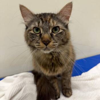 Zara -  Domestic Medium Hair Cat for Adoption in Oshkosh, Wisconsin - Zara | PetCurious