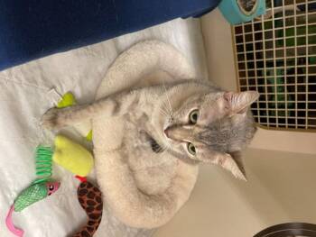 Sarah -  American Shorthair and Domestic Short Hair Cat Available for Adoption in Richardson, Texas - Sarah | PetCurious