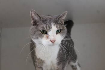 Rescue Domestic Short Hair Cats for Adoption in Chestertown, Maryland - Princess | PetCurious