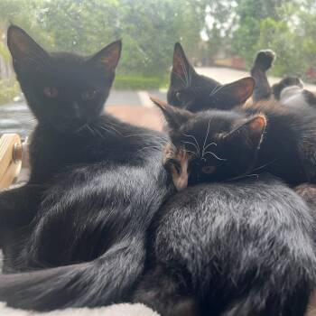 Jiji (Kuro) -  Domestic Short Hair Cat for Adoption in Tustin, California - Jiji (Kuro) | PetCurious