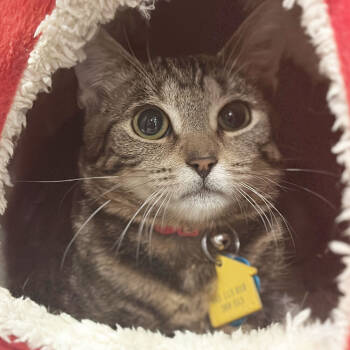 Rescue Domestic Short Hair Cats for Adoption in Port Washington, New York - Cottontail | PetCurious