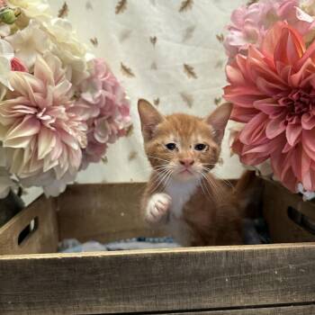 Ridoc -  Domestic Medium Hair Cat for Adoption in Newberg, Oregon - Ridoc | PetCurious