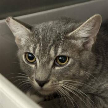Sparrow -  Domestic Medium Hair Cat for Adoption in Reno, Nevada - Sparrow | PetCurious