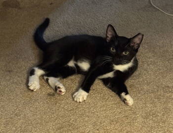 Rescue Domestic Short Hair Cats for Adoption in Walnut Creek, California - Reggie | PetCurious