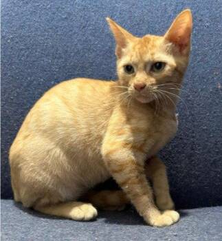 Domestic Short Hair Cats Available for Adoption in The Woodlands, Texas - Rowdie | PetCurious