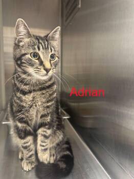 Domestic Short Hair Cats Available for Adoption in Hilton Head Island, South Carolina - Adrian | PetCurious