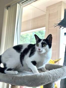 Domestic Short Hair Cats Available for Adoption in Marshall, Texas - Spooky | PetCurious