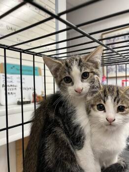 Remi -  Domestic Short Hair Cat for Adoption in Ontario, California - Remi | PetCurious