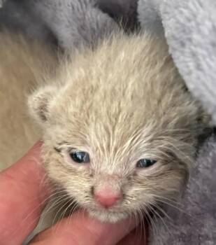 Thorn -  Domestic Short Hair Cat for Adoption in West Memphis, Arkansas - Thorn | PetCurious