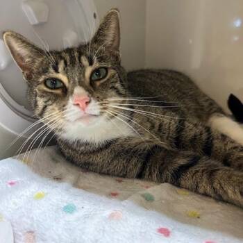 Rescue Domestic Short Hair Cats for Adoption in East Brunswick, New Jersey - Ellie | PetCurious