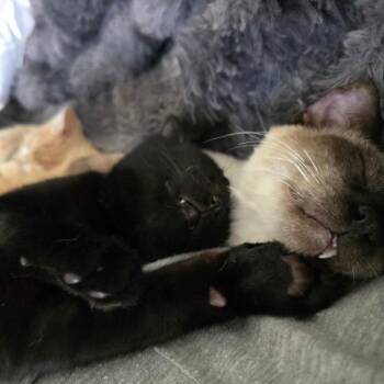 Siamese Cats Available for Adoption in Tulsa, Oklahoma - Gatsby | PetCurious