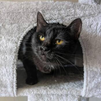 Rescue Domestic Short Hair Cats for Adoption in Chanute, Kansas - Hallie | PetCurious