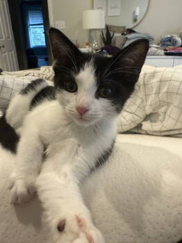 Rescue Domestic Short Hair Cats for Adoption in Georgetown, Kentucky - Cowboy | PetCurious