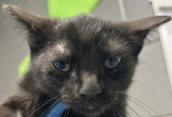 Rescue Domestic Short Hair Cats for Adoption in Fort Worth, Texas - Fifi | PetCurious