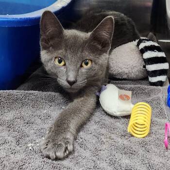 Ramsey -  Domestic Short Hair Cat for Adoption in Walker, Michigan - Ramsey | PetCurious