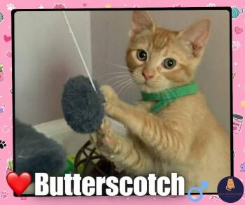 Butterscotch kitten -  Domestic Short Hair Cat for Adoption in Enfield, Connecticut - Butterscotch Kitten | PetCurious