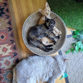 Lloyd -  Domestic Short Hair Cat for Adoption in Reisterstown, Maryland - Lloyd | PetCurious
