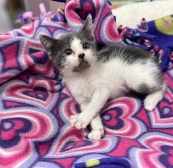 Rescue Domestic Short Hair Cats for Adoption in Parlier, California - Pikachu | PetCurious