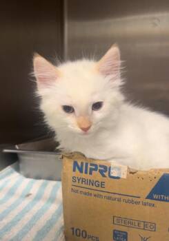 Little -  Domestic Short Hair Cat Available for Adoption in Honolulu, Hawaii - Little | PetCurious