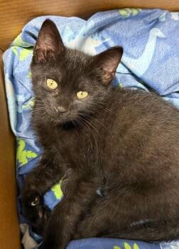Georgia -  Domestic Short Hair Cat for Adoption in Yankton, South Dakota - Georgia | PetCurious