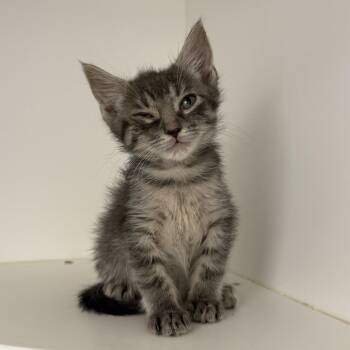 Domestic Short Hair Cats Available for Adoption in New York, New York - Tortilla | PetCurious