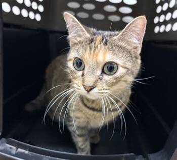 KATTY -  Domestic Short Hair Cat for Adoption in Derwood, Maryland - KATTY | PetCurious