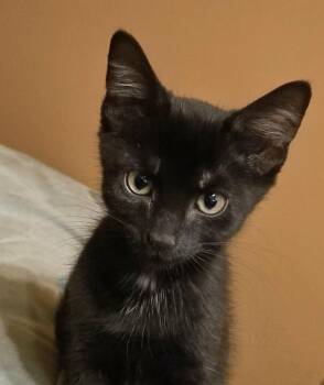 Tagada - 11001 (FA/FF) -  Domestic Short Hair Cat for Adoption in Sainte-angèle-de-monnoir, Quebec - Tagada - 11001 (FA/FF) | PetCurious