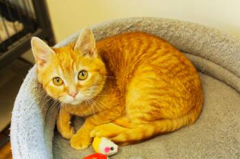 Domestic Medium Hair Cats Available for Adoption in Urbana, Ohio - Sol | PetCurious