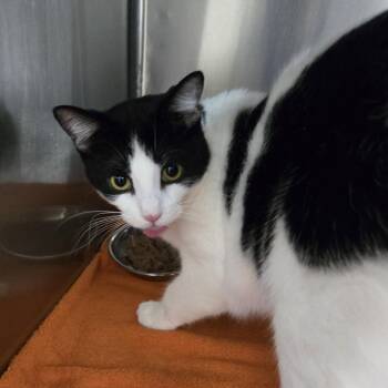 Aster 26-065 -  Domestic Short Hair Cat for Adoption in Tawas City, Michigan - Aster 26-065 | PetCurious