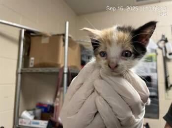 Rescue Domestic Short Hair Cats for Adoption in Ocala, Florida - OATMEAL | PetCurious