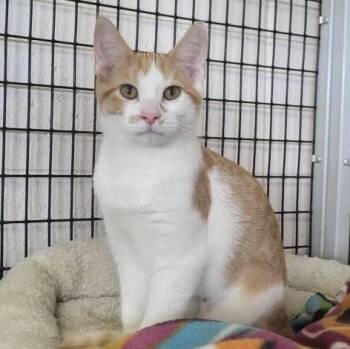 Rescue Domestic Short Hair Cats for Adoption in Chilton, Wisconsin - Curly | PetCurious