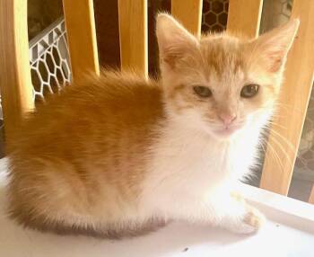 Domestic Short Hair Cats Available for Adoption in Beaverton, Oregon - Jinx | PetCurious